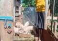 ONC -PDM Kween Farmer Finds New Prosperity Through Parish Development Model