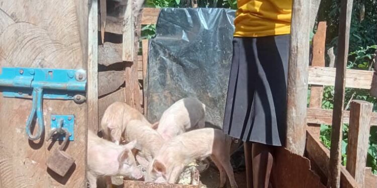 ONC -PDM Kween Farmer Finds New Prosperity Through Parish Development Model