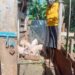 ONC -PDM Kween Farmer Finds New Prosperity Through Parish Development Model