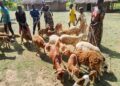 ONC Monitoring Finds PDM Transforming Lives and Boosting Incomes in Serere