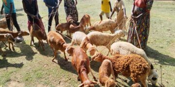 ONC Monitoring Finds PDM Transforming Lives and Boosting Incomes in Serere
