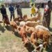 ONC Monitoring Finds PDM Transforming Lives and Boosting Incomes in Serere